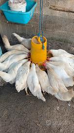 Galline livornesi in produzione