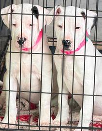 Dogo argentino