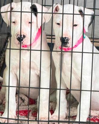 Dogo argentino