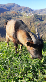 Super maschio tibetano