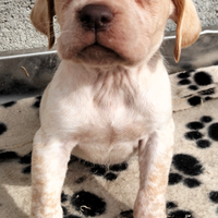 Cuccioli di Bracco pointer