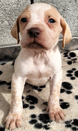 Cuccioli di Bracco pointer