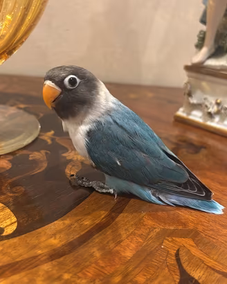 Personata