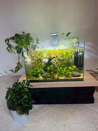Piante da acquario , laghetto pond