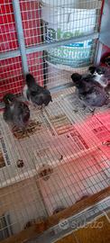 Pulcini australorp
