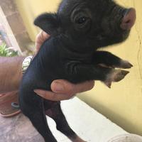 Maialino nano mini pig s
