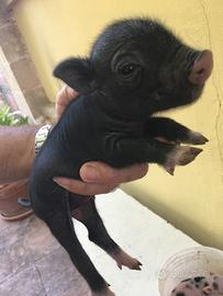 Maialino nano mini pig s