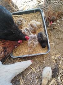 Pulcini