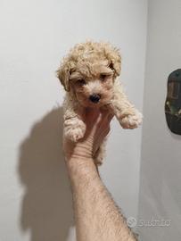 Maltipoo Toy Maschio Crema