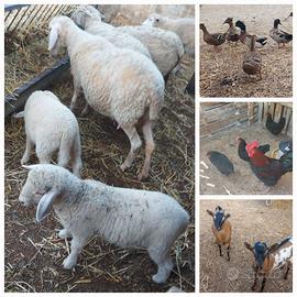 Galline Pecore anatre caprette