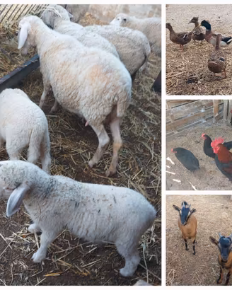 Galline Pecore anatre caprette