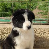 Cuccioli di Border Collie