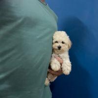 Maltipoo CREMA ( maltese barboncino ) disponibili