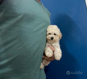 Maltipoo CREMA ( maltese barboncino ) disponibili