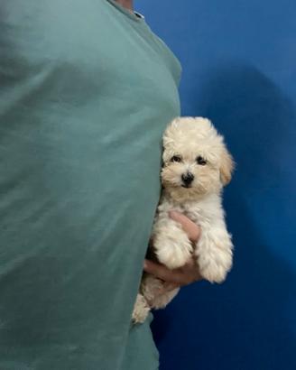 Maltipoo CREMA ( maltese barboncino ) disponibili