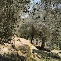 ULIVETO posizione Soleggiata scorci V. Mare/Borgo