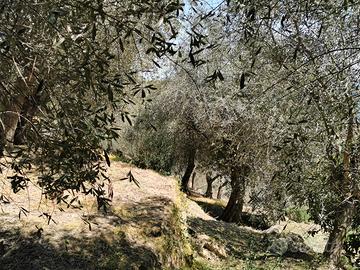 ULIVETO posizione Soleggiata scorci V. Mare/Borgo