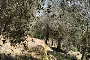 ULIVETO posizione Soleggiata scorci V. Mare/Borgo