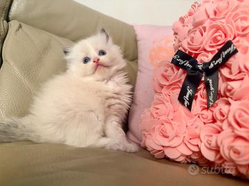 Meravigliosi cuccioli Ragdoll  con Pedigree