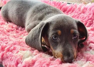 Cuccioli di bassotti blu maschi e femmine