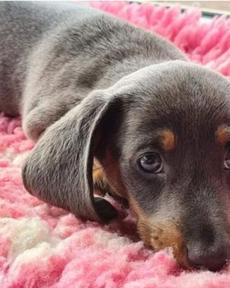 Cuccioli di bassotti blu maschi e femmine