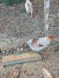 Galletto araucana