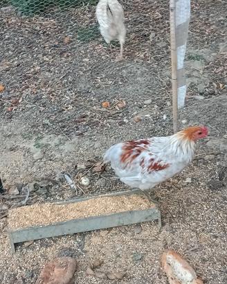 Galletto araucana