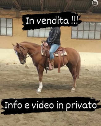 Cavallo castrone