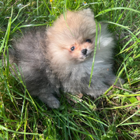 Spritz Pomerania