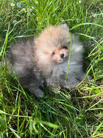 Spritz Pomerania