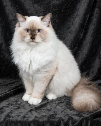Cuccioli RAGDOLL