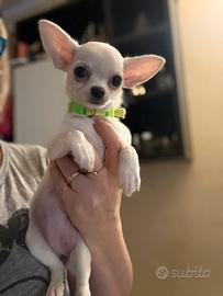 Chihuahua