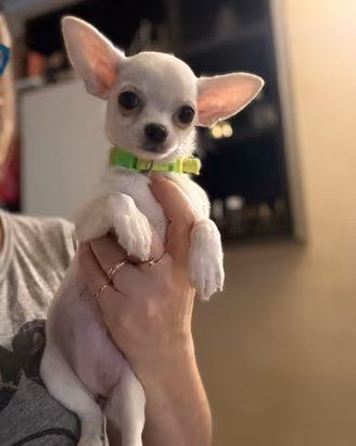 Chihuahua