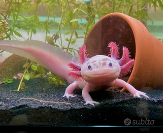 Axolotl