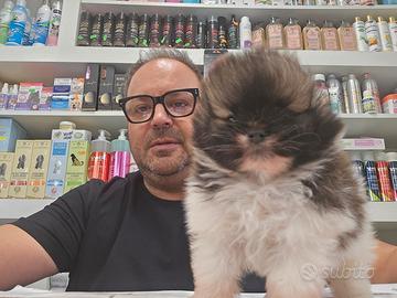 Spitz pomerania linea coreana