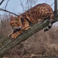 Disponibile per accoppiamento