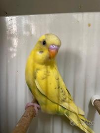 Cocorite pezzati recessivo split black face