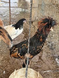 Galline padovane