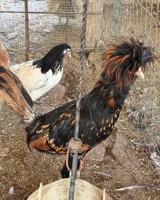 Galline padovane