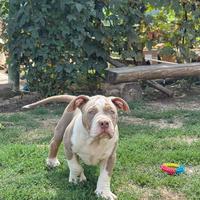 American bully Poket alta qualità pedigree top