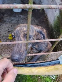 Segugio maremmano da seguita