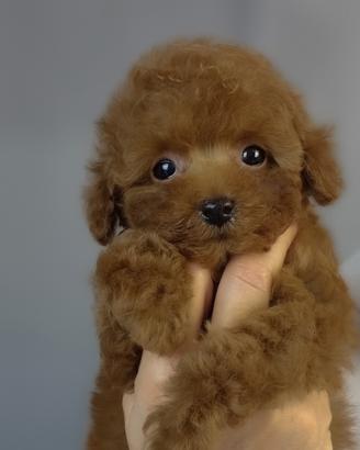 Barboncino toy e mini toy