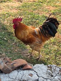 Gallo