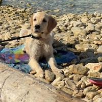 Cucciolo Golden Retriever