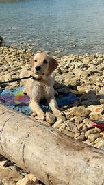 Cucciolo Golden Retriever