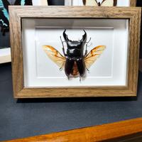 Quadro con vero Coleottero , Dorcus titanus