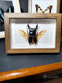Quadro con vero Coleottero , Dorcus titanus