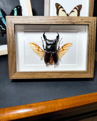 Quadro con vero Coleottero , Dorcus titanus