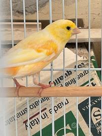 Coppie di canarini rossi + gialli