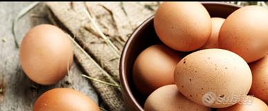 Uova e galline Wyandotte orlo nere, blu e splash